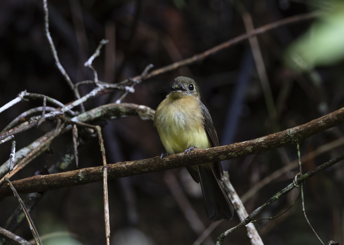 tyranovec žlutokostřecový (ssp. mastacalis) - ML646478199