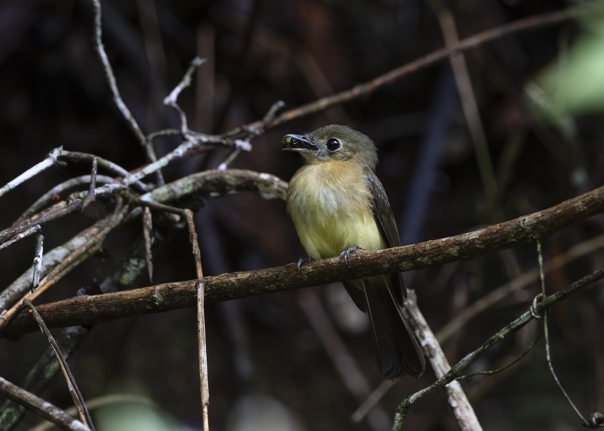 tyranovec žlutokostřecový (ssp. mastacalis) - ML646478200