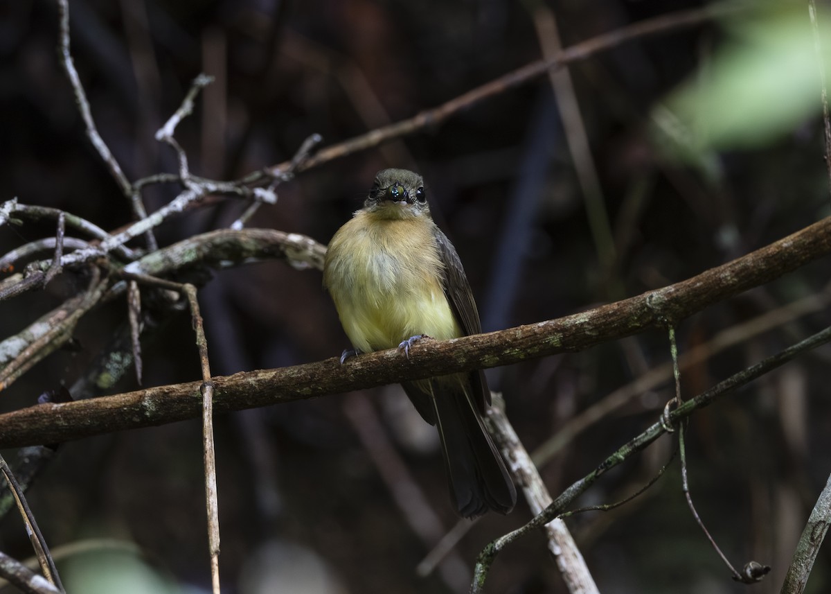 tyranovec žlutokostřecový (ssp. mastacalis) - ML646478201