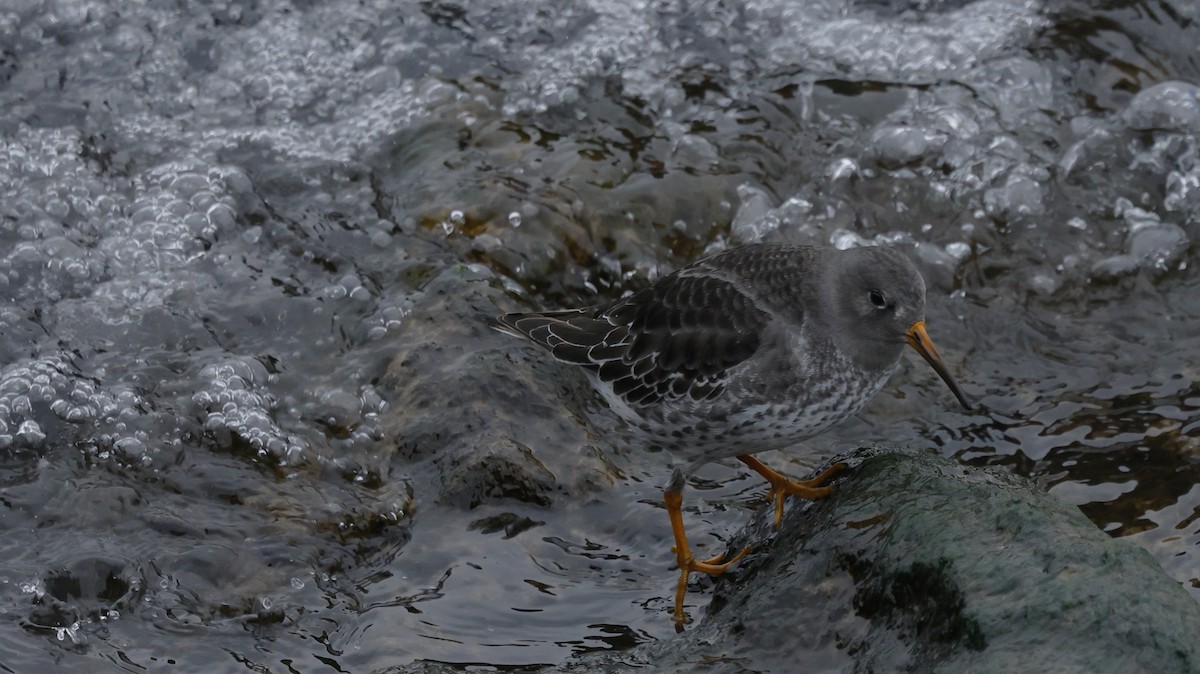 Purple Sandpiper - ML646478205
