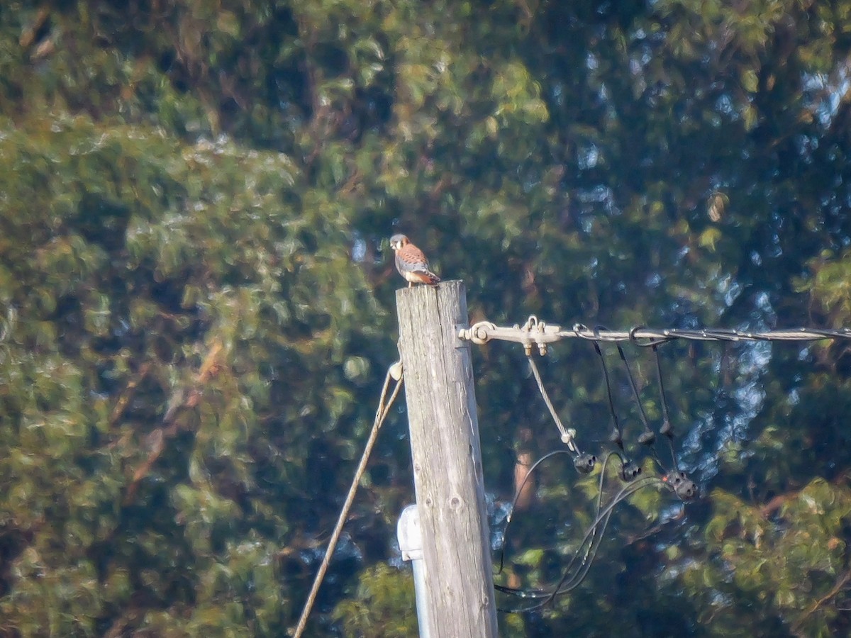 American Kestrel - ML646478208