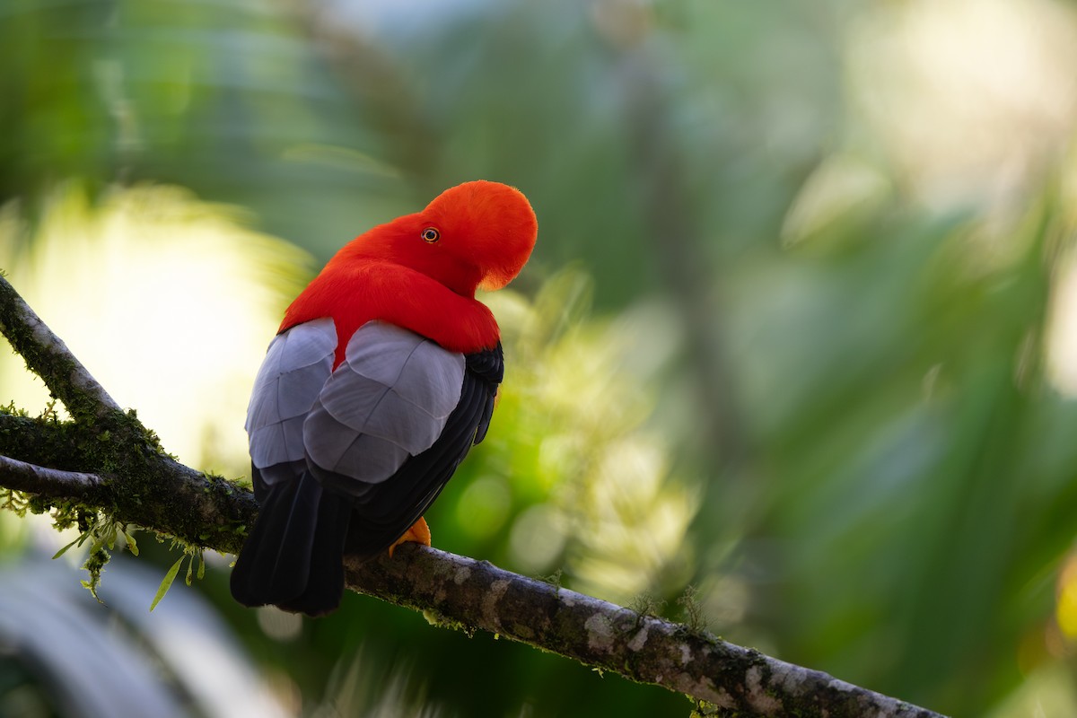 andesklippehane - ML646478213