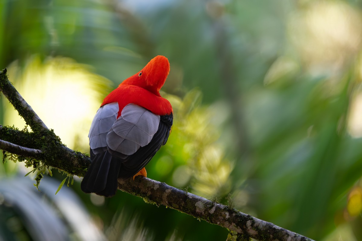 andesklippehane - ML646478214