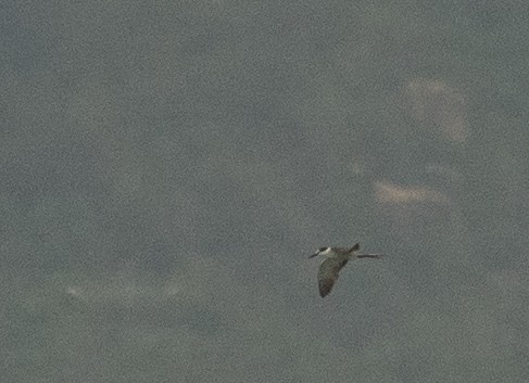 Bridled Tern - ML646478215