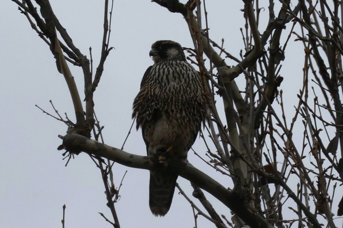 sokol stěhovavý - ML646478218