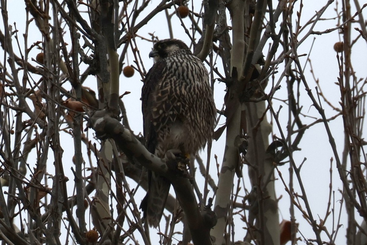 sokol stěhovavý - ML646478220