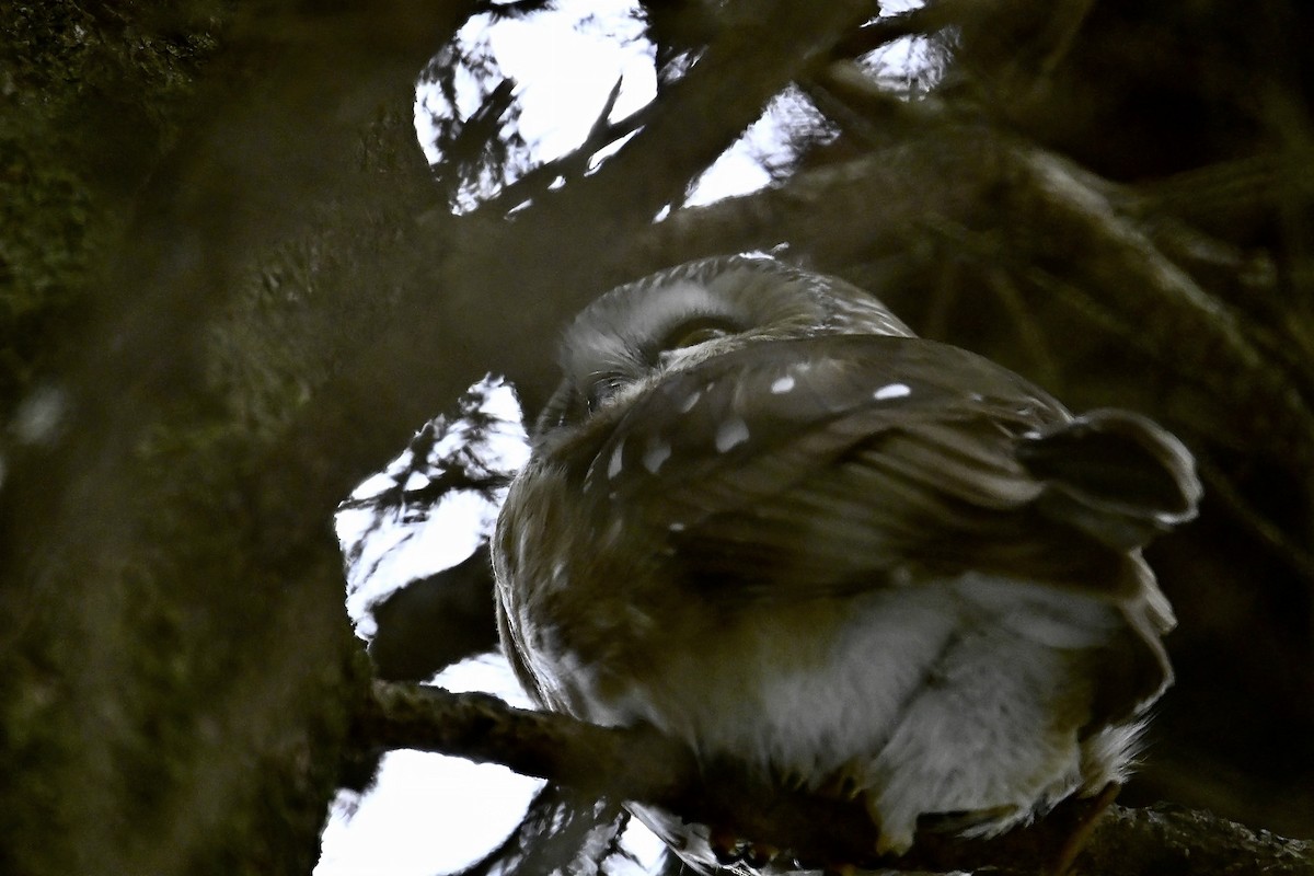 Northern Saw-whet Owl - ML646478230
