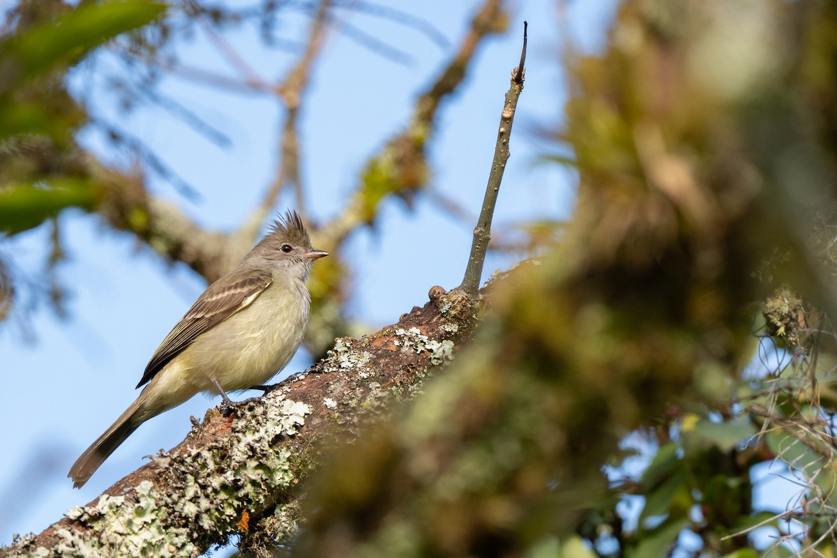 Yellow-bellied Elaenia - ML646478232