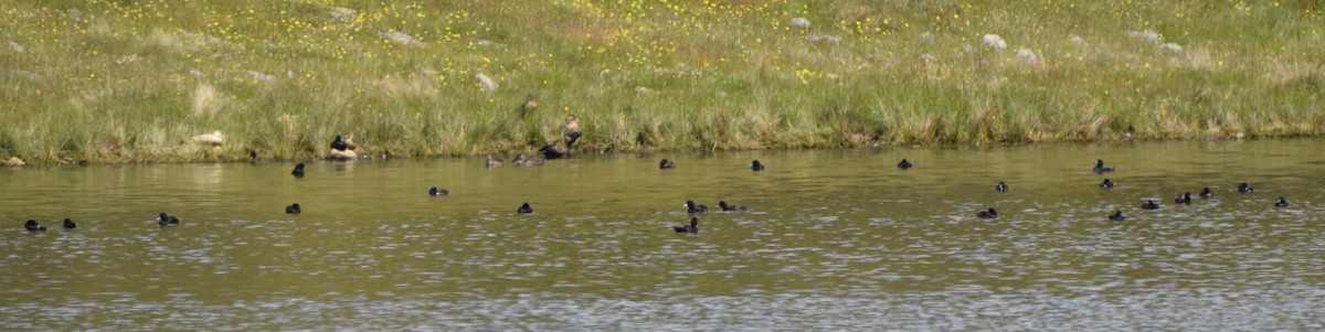 Murgilari zeelandaberritarra - ML646478234