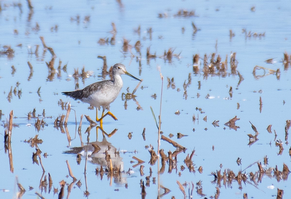 Kuliska hankahori handia - ML646478235