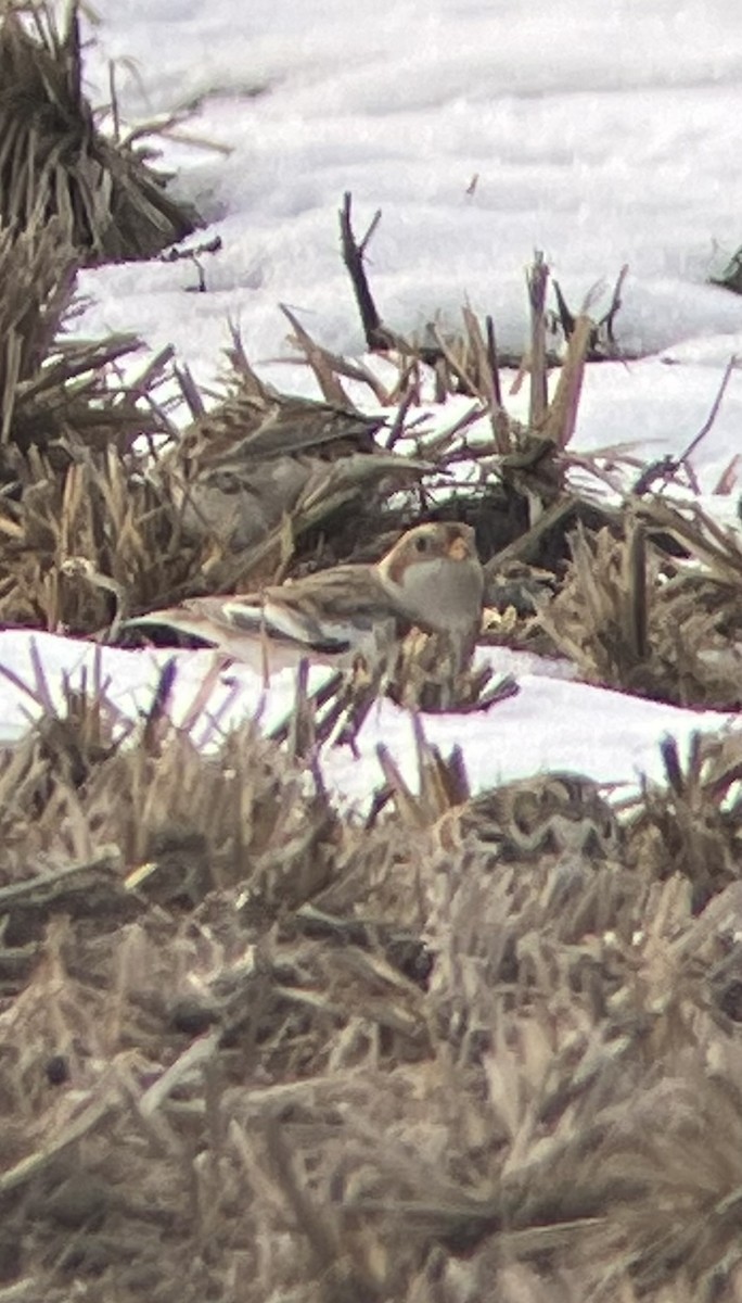 Snow Bunting - ML646478236