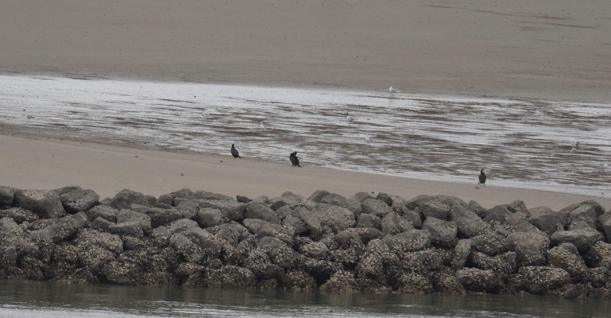 kormorán velký - ML646478242