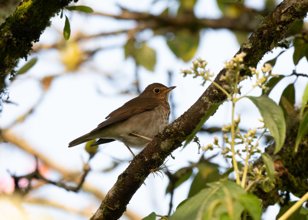 brunkinnskogtrost - ML646478248