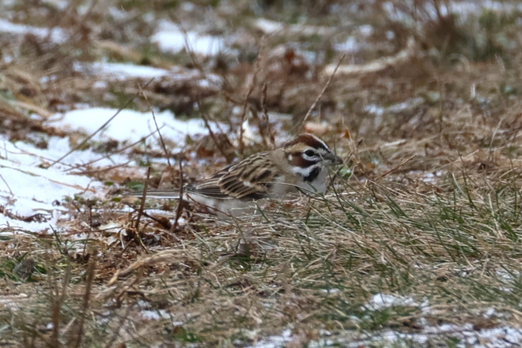 Lark Sparrow - ML646478250