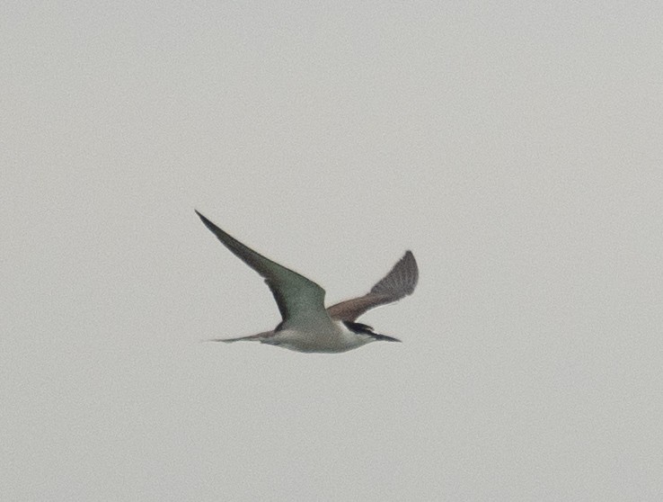 Bridled Tern - ML646478253