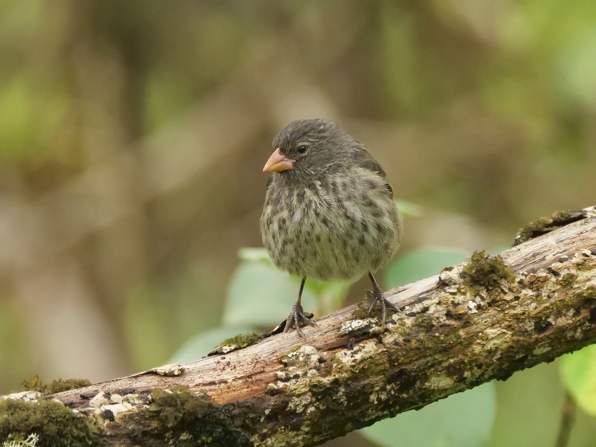 Small Ground-Finch - ML646478262