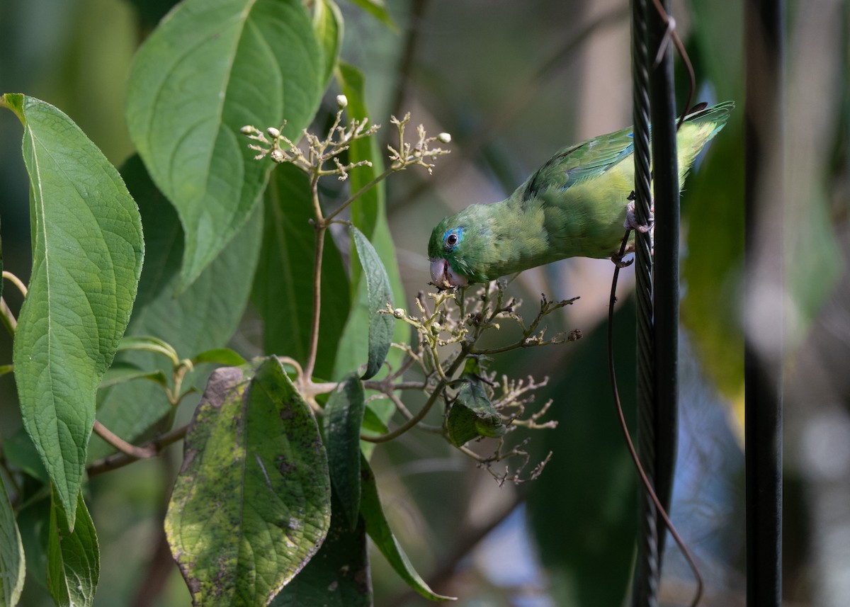 blåbrillepapitt - ML646478268