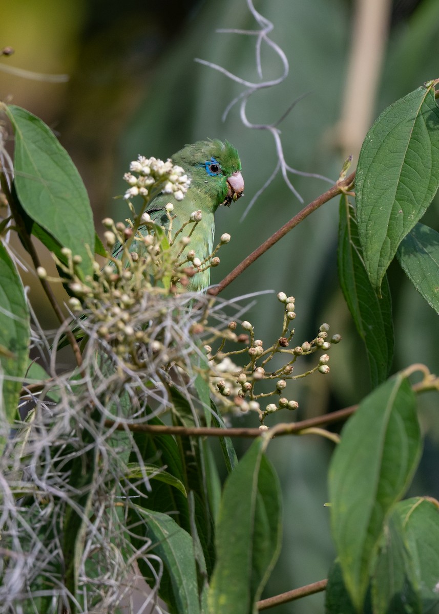 blåbrillepapitt - ML646478269