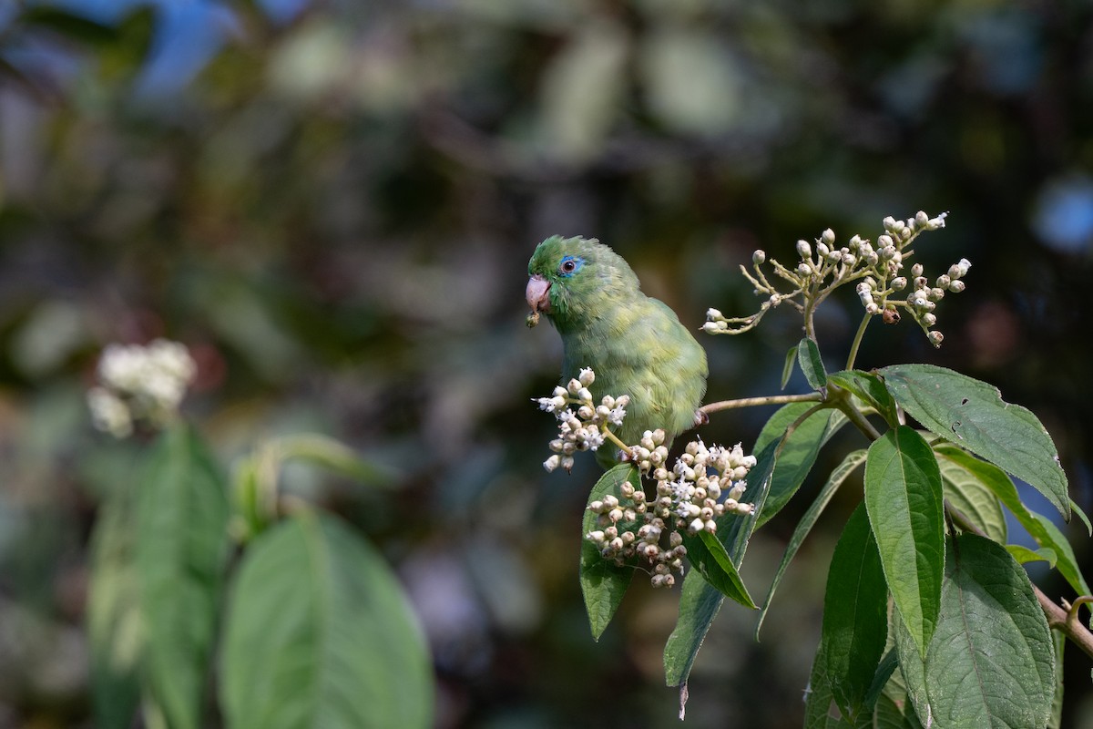 blåbrillepapitt - ML646478270