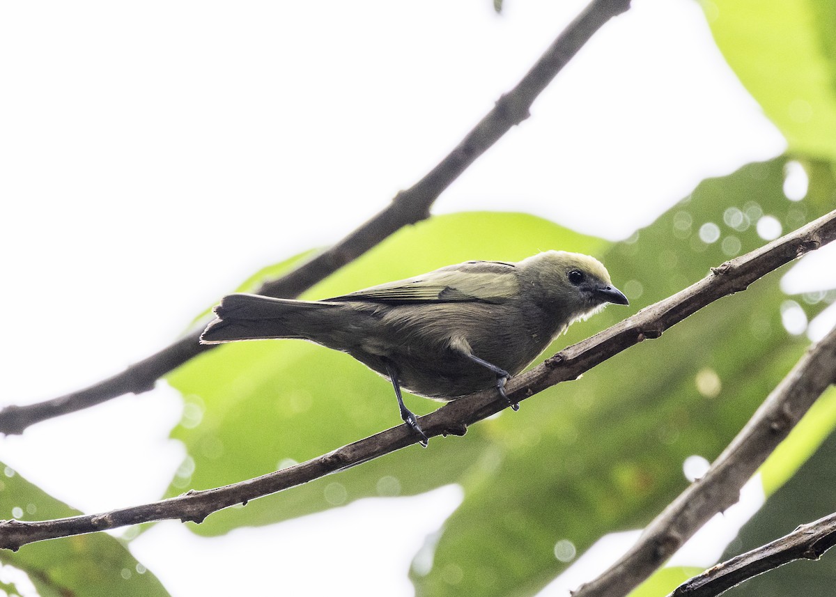Palm Tanager - ML646478272