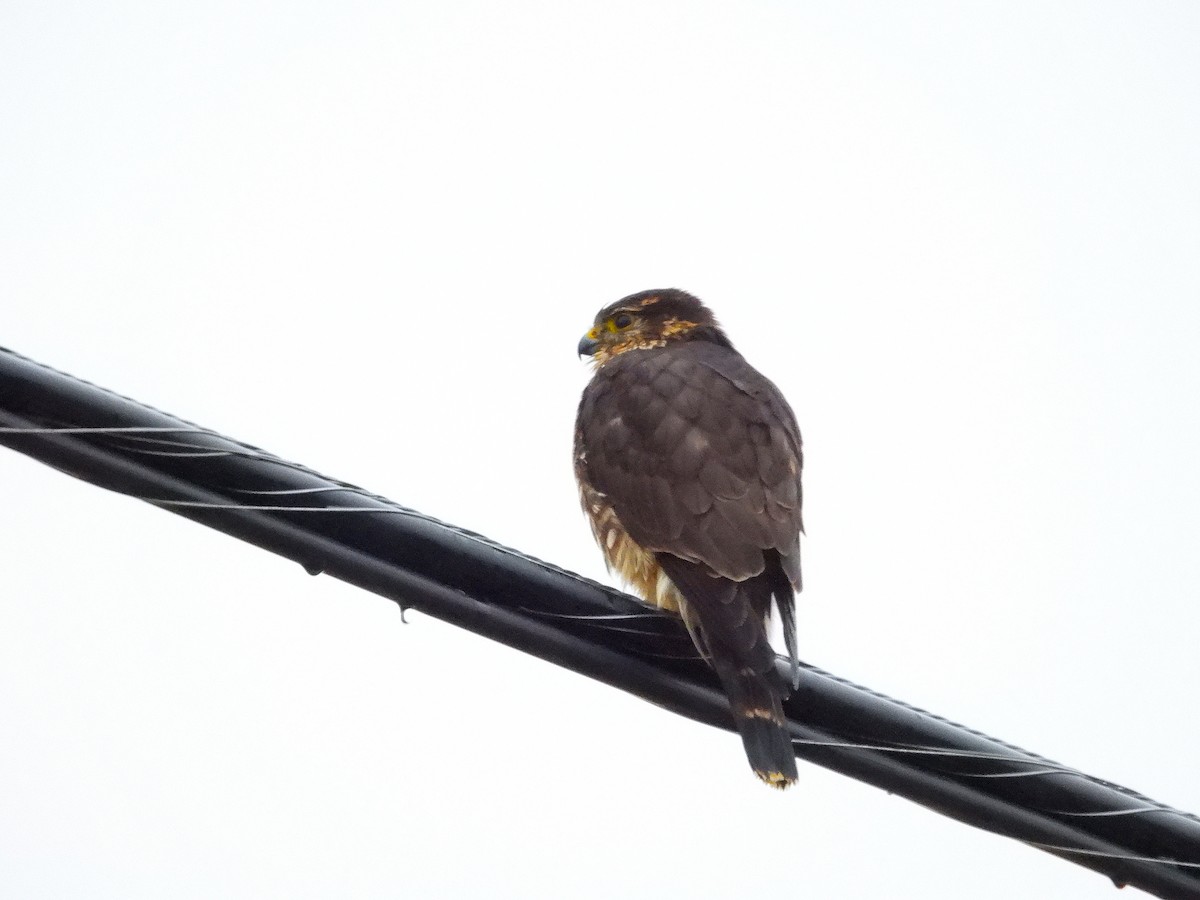 Підсоколик малий - ML646478274