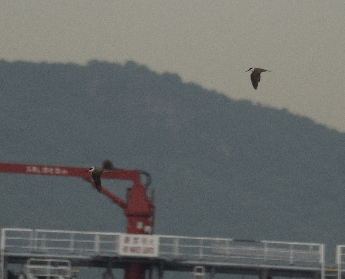 Bridled Tern - ML646478278