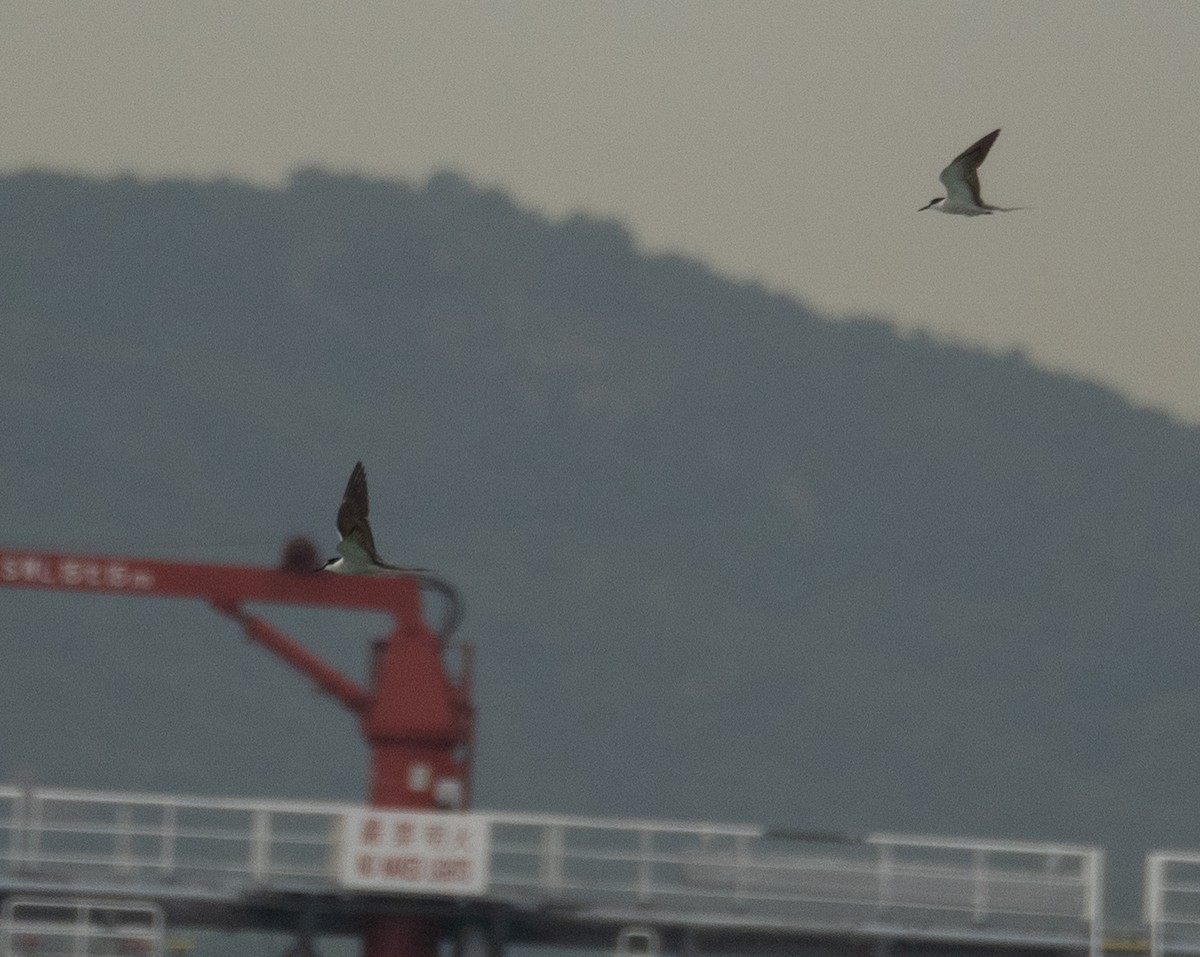 Bridled Tern - ML646478279