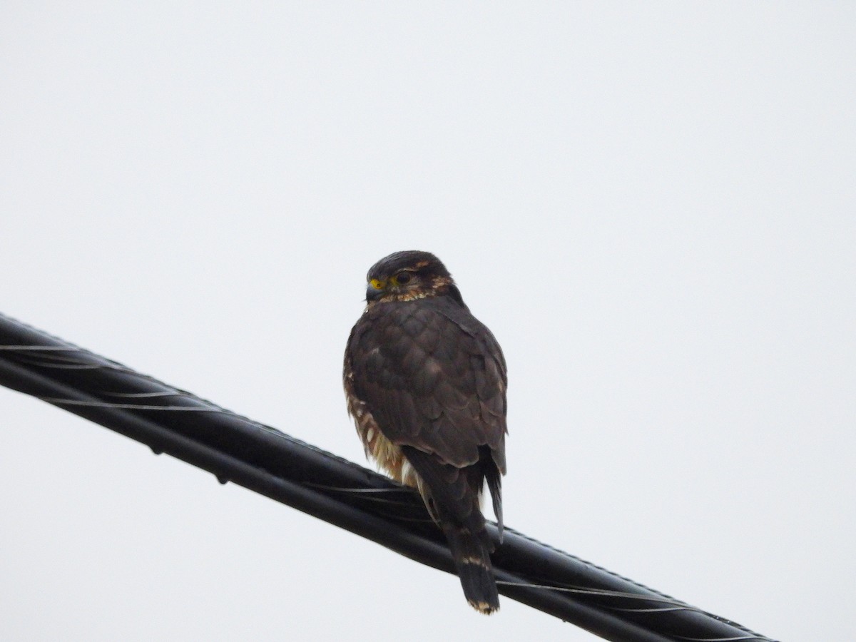 Підсоколик малий - ML646478281