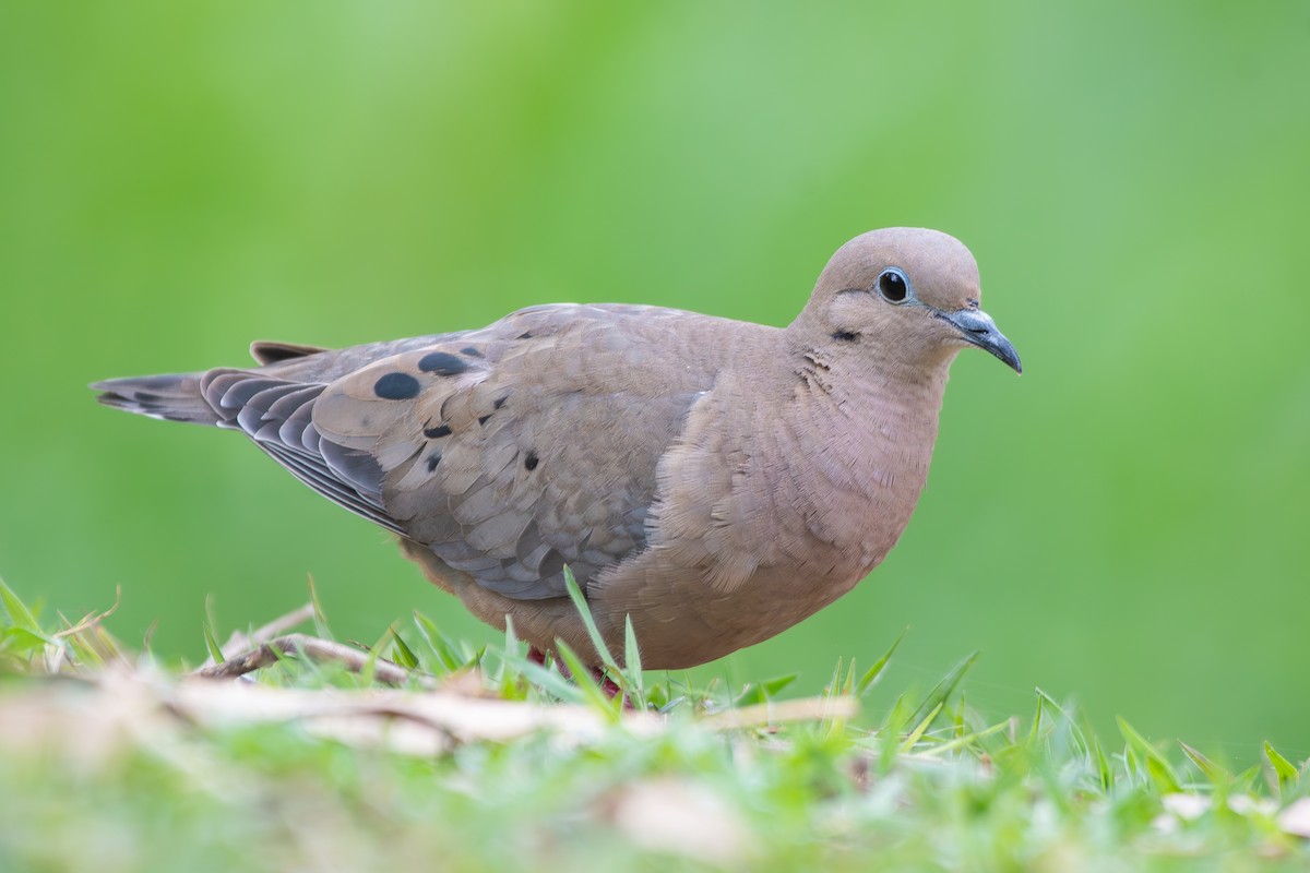 Eared Dove - ML646478283