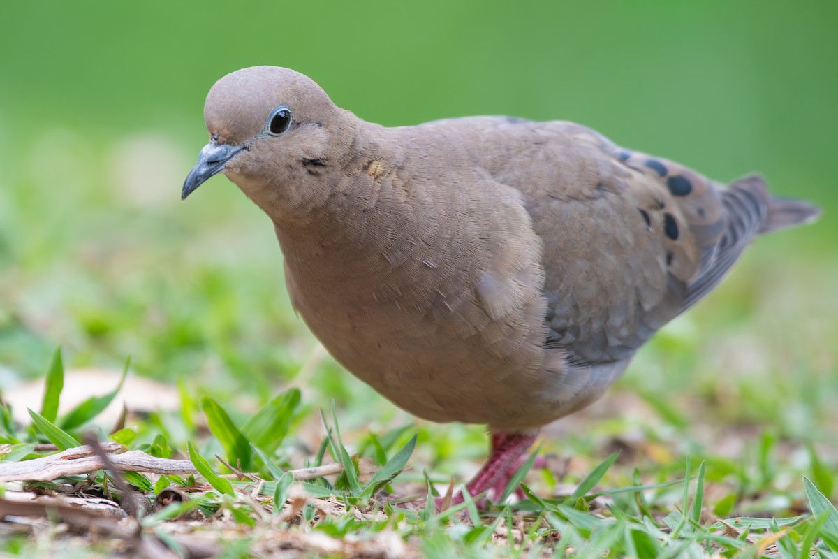 Eared Dove - ML646478284