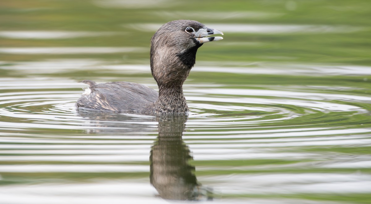 Pied-billed Grebe - ML646478285