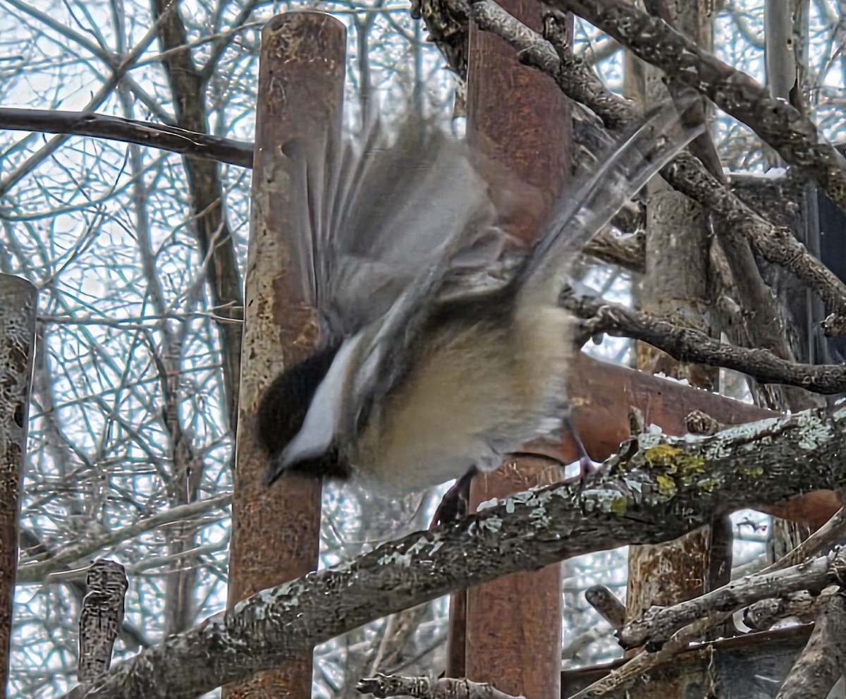 Black-capped Chickadee - ML646478286