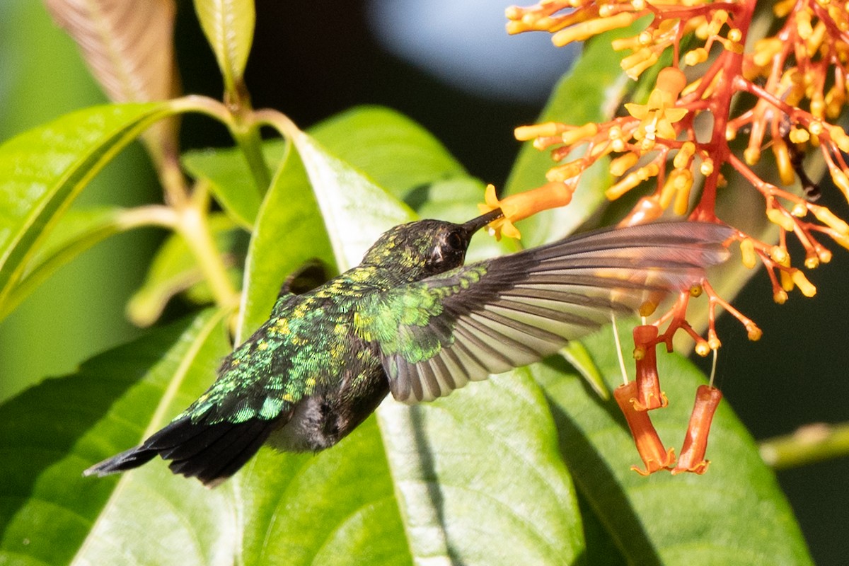 svartnebbsmaragd - ML646478292