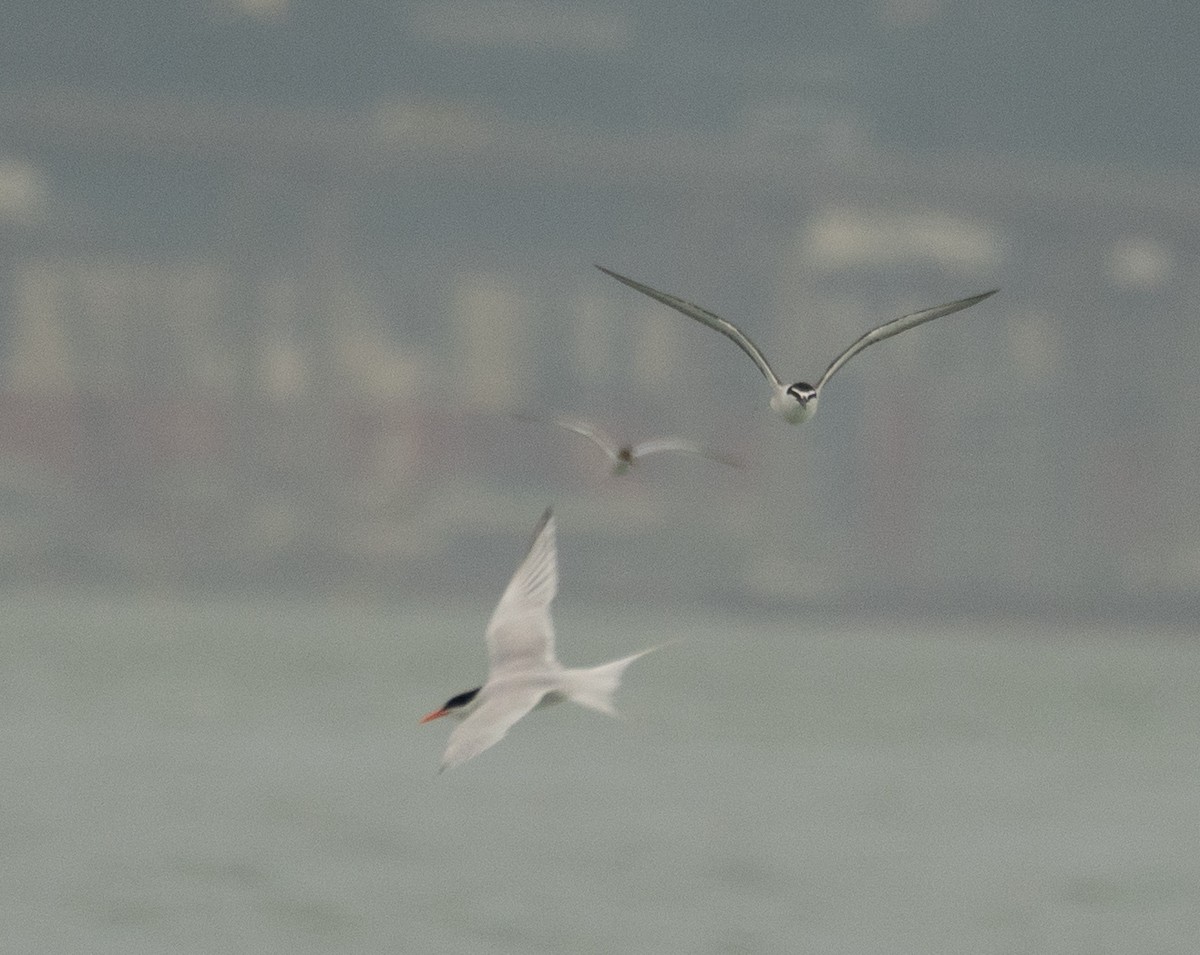 Bridled Tern - ML646478294