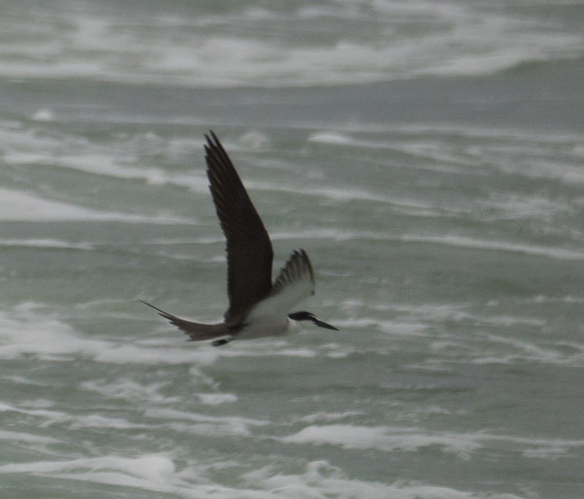 Bridled Tern - ML646478295
