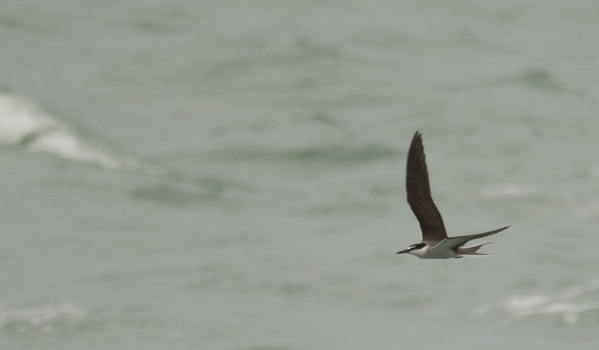 Bridled Tern - ML646478300