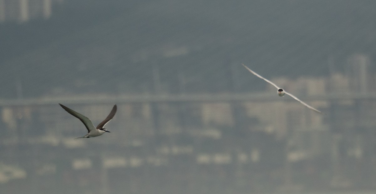 Bridled Tern - ML646478301