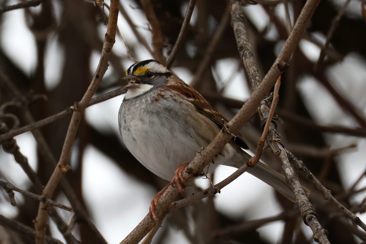 strnadec bělohrdlý - ML646478304