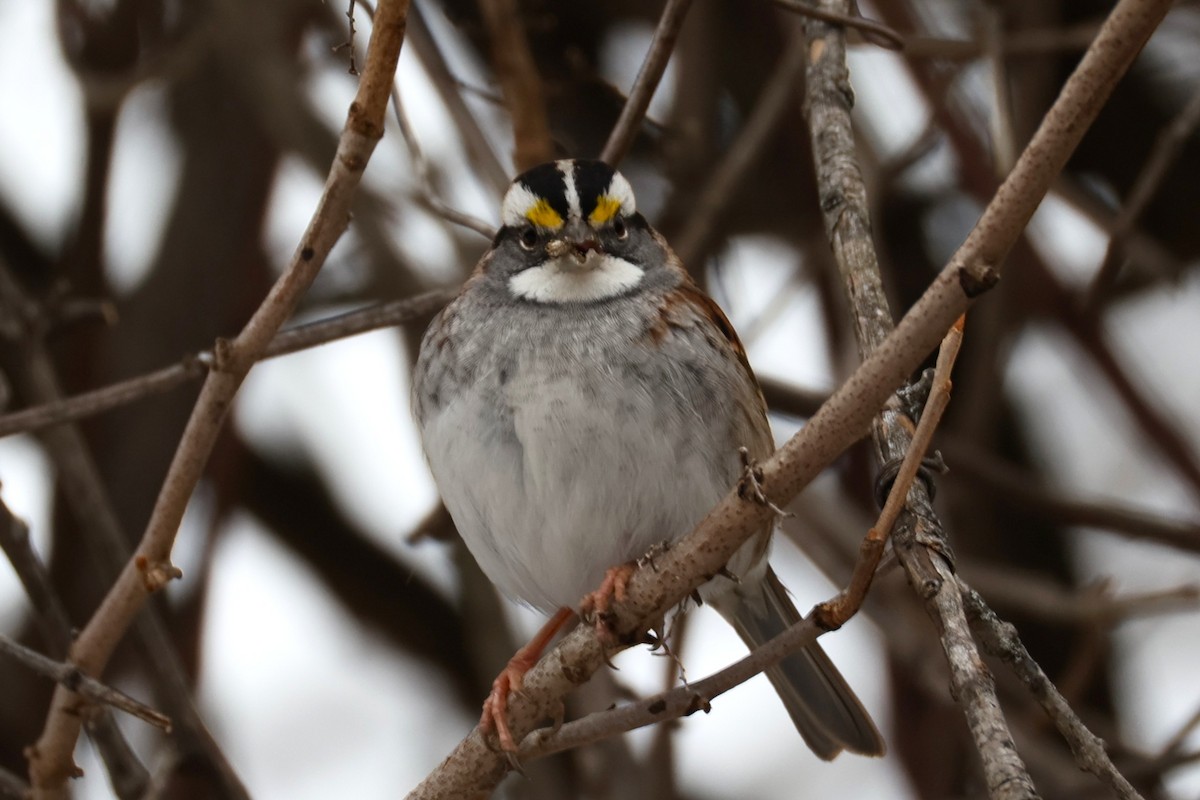 strnadec bělohrdlý - ML646478305