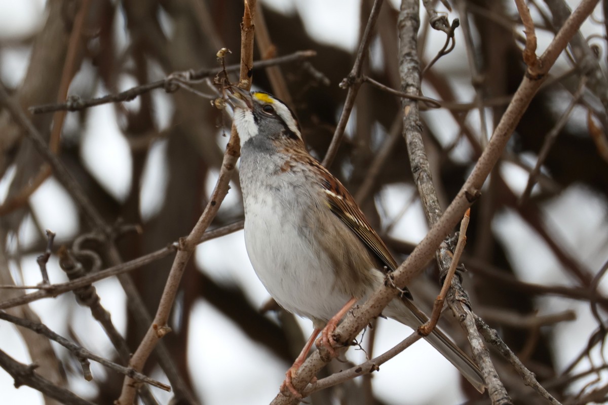 strnadec bělohrdlý - ML646478306