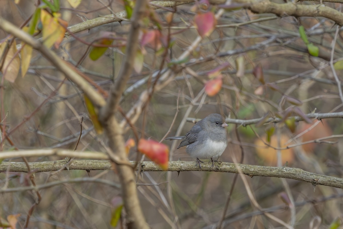 Dark-eyed Junco - ML646478312