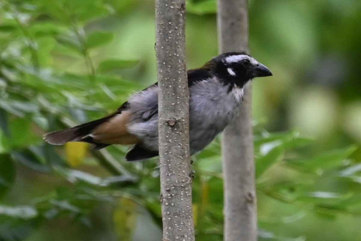 Black-winged Saltator - ML646478313