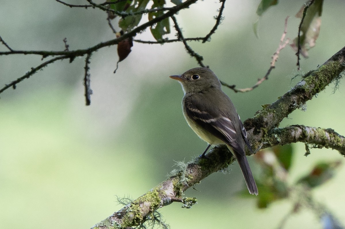 bergelenia - ML646478315