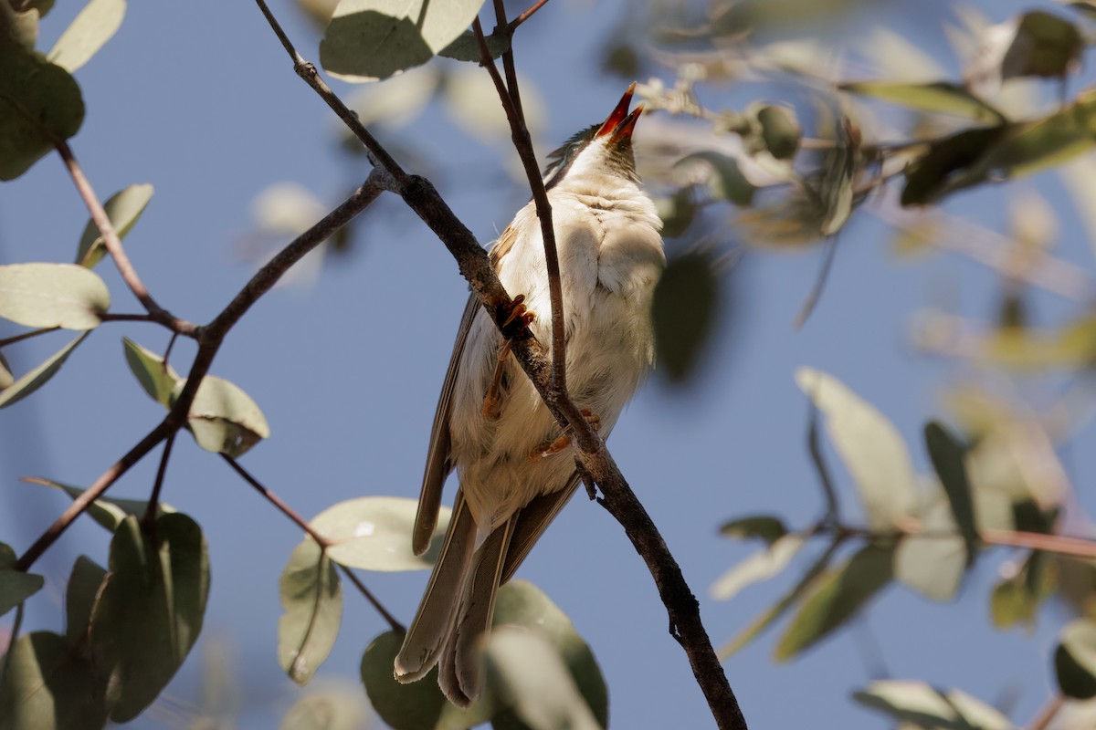 Black-chinned Honeyeater - ML646478317