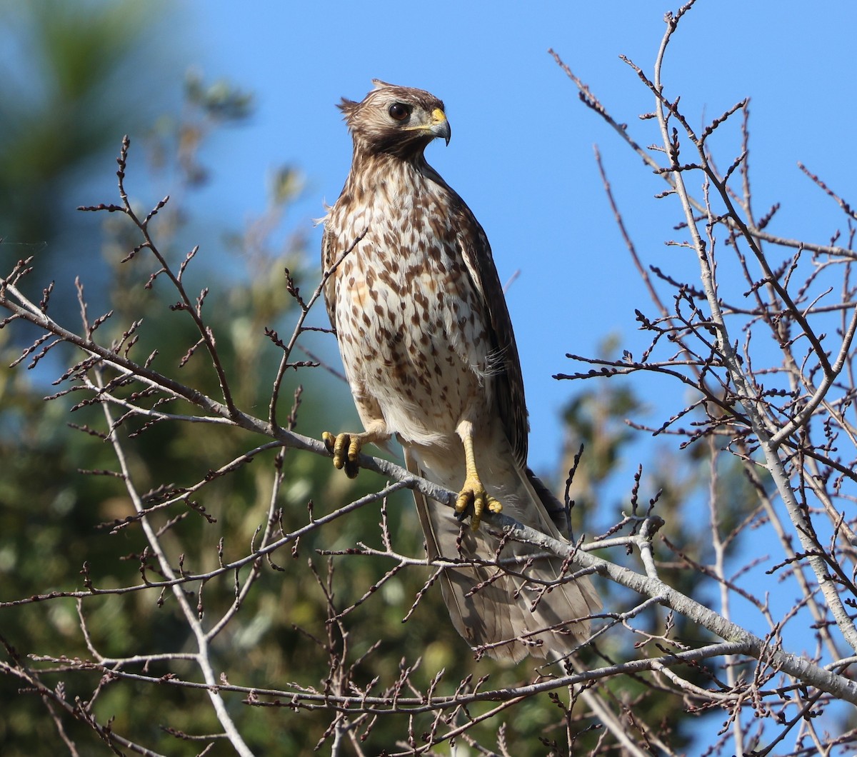 Red-shouldered Hawk - ML646478319