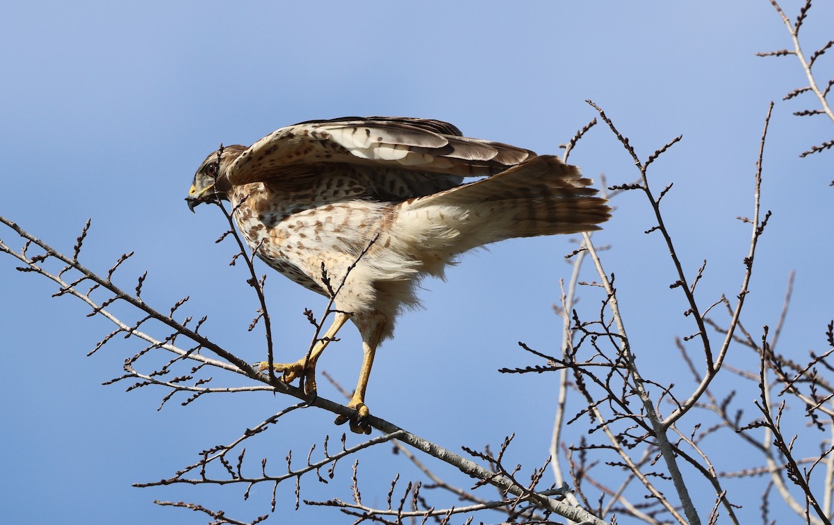 Red-shouldered Hawk - ML646478320