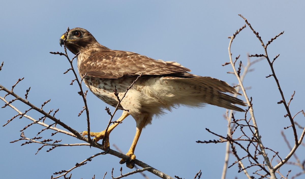 Red-shouldered Hawk - ML646478321