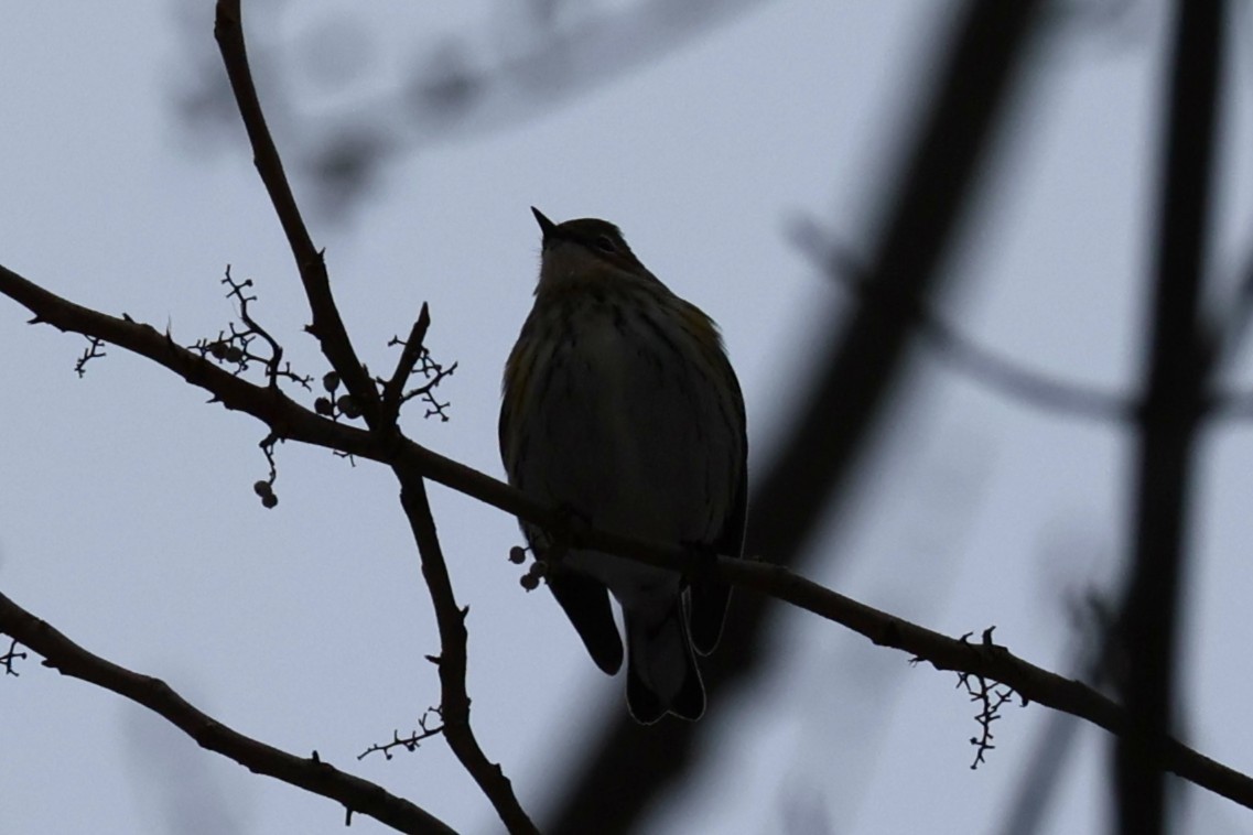 lesňáček žlutoskvrnný - ML646478326