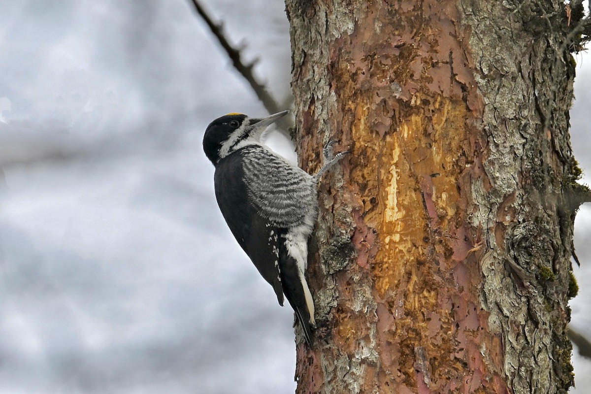 Black-backed Woodpecker - ML646478328
