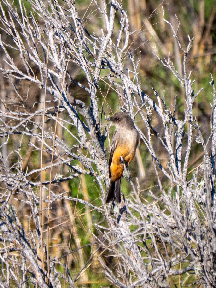 Say's Phoebe - ML646478330